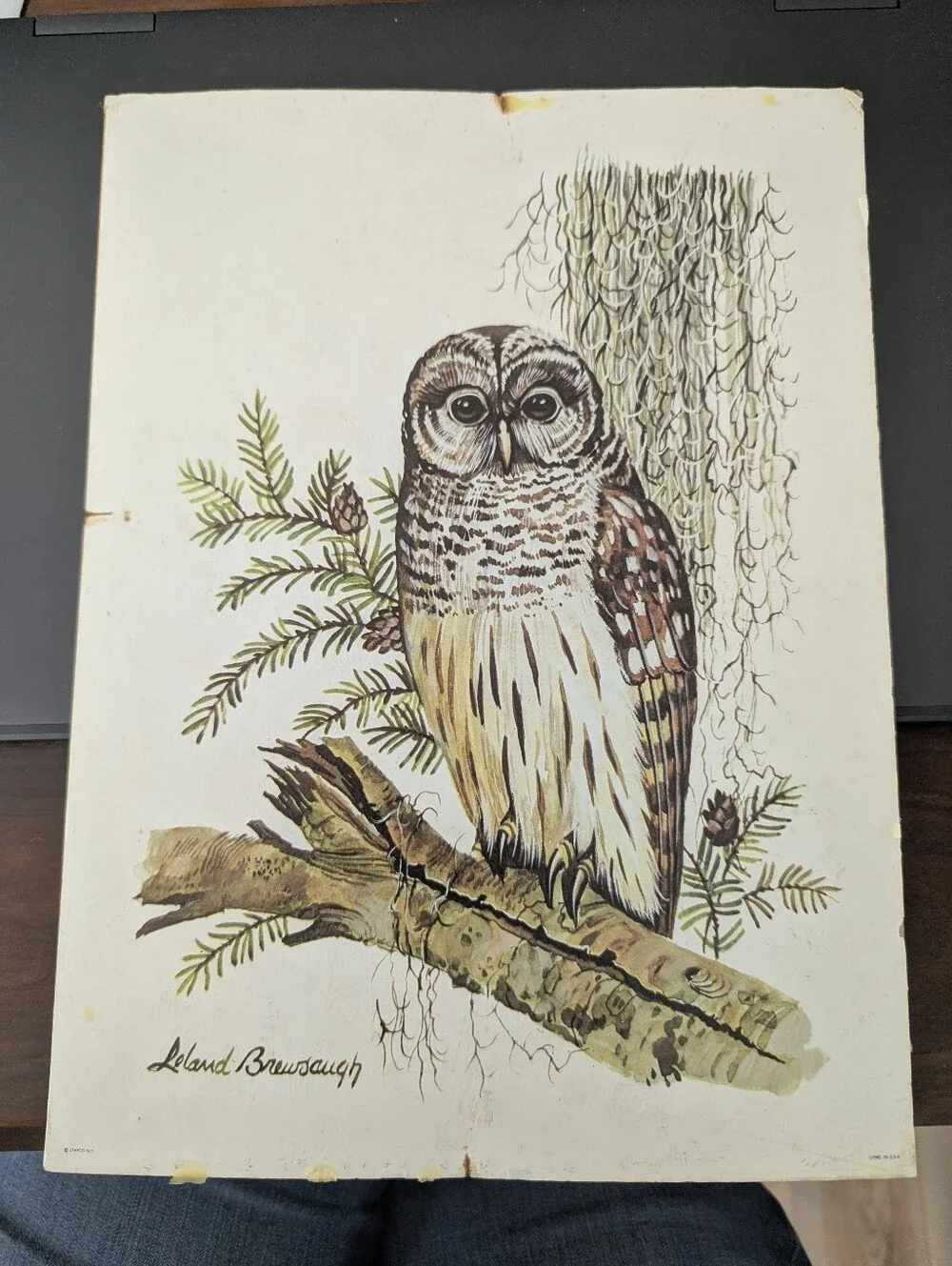 Vintage Leland Brewsaugh Barred Owl print